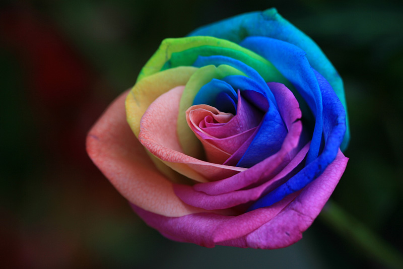 rose multicolore