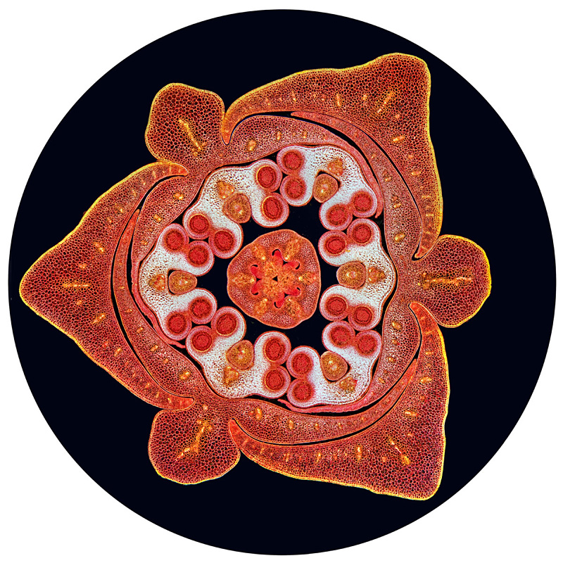 image macro d'un bourgeon de fleur de lys