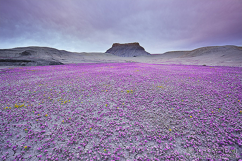 fleurs sur un sol désertique