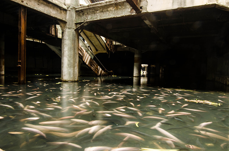 des poissons dans un centre commercial de Bangkok abandonné