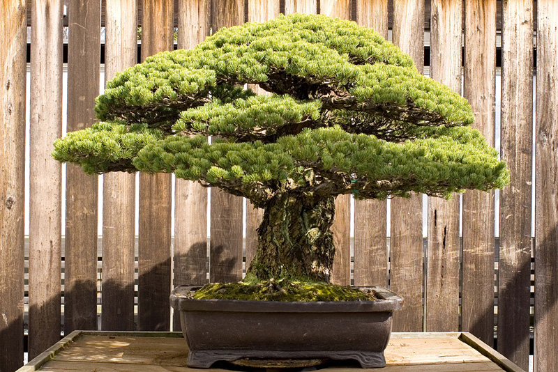 Un bonsaï de 388 ans qui a survécu à Hiroshima 