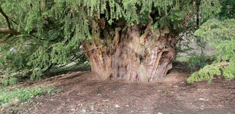 arbre de 2500 ans en Angleterre