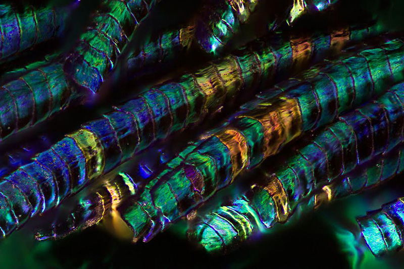 plumes de paon vues au microscope