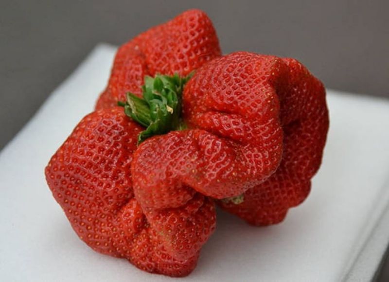 La fraise la plus lourde du monde