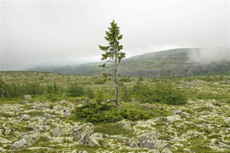 arbre le plus ancien du monde âgé de 9500 ans