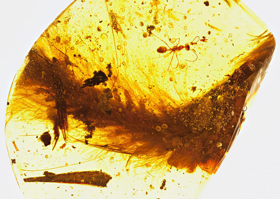 Queue de dinosaure à plumes conservée dans un morceau d'ambre