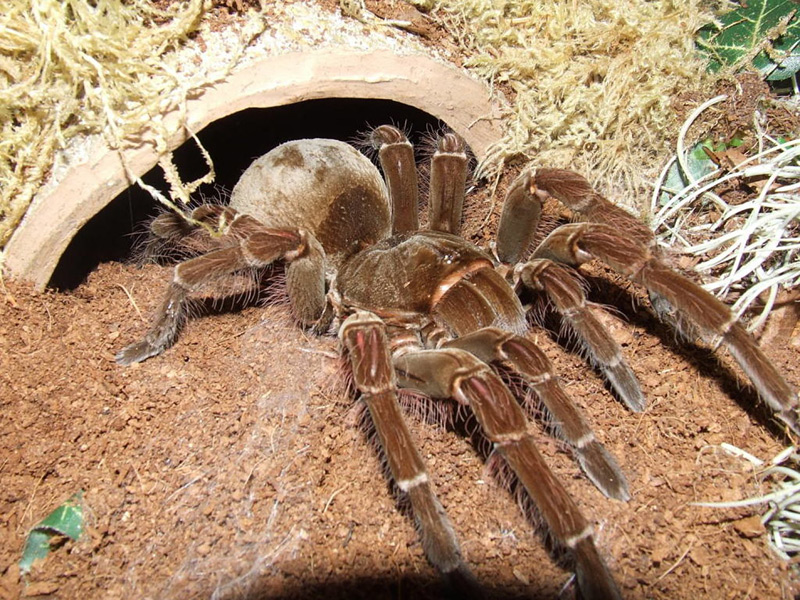 araignée Goliath est la plus grosse araignée du monde