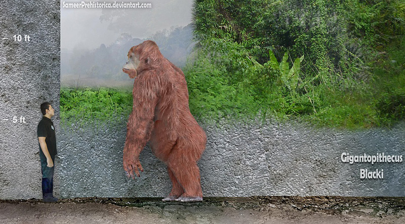 gigantopithèque, le singe géant